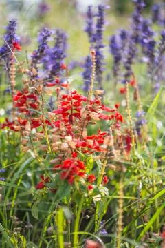 Floral background Stock Photos