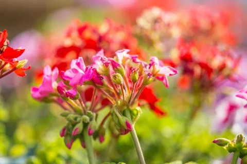 Floral background Stock Photos