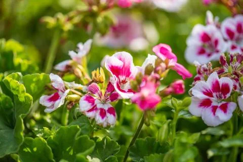 Floral background Stock Photos