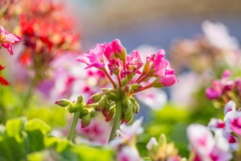 Floral background Stock Photos