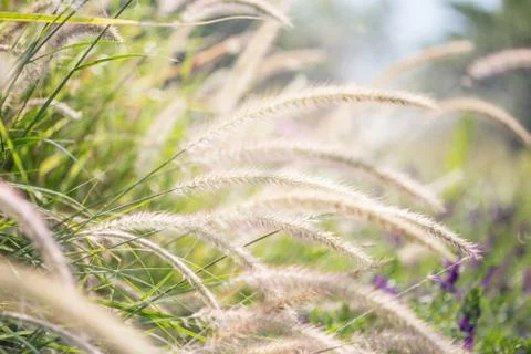 Floral background Stock Photos