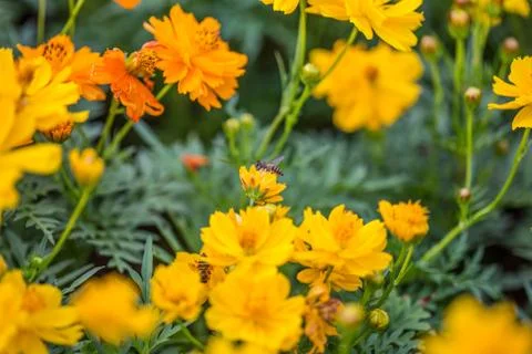Floral background Stock Photos