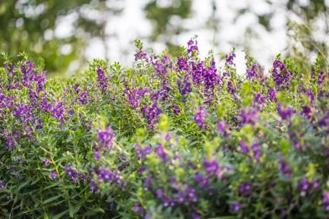 Floral background Stock Photos