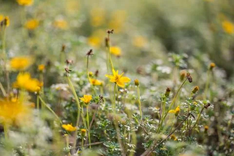 Floral background Stock Photos