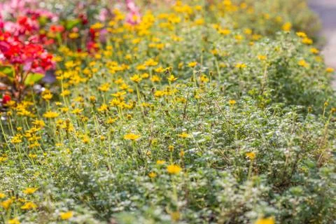 Floral background Stock Photos