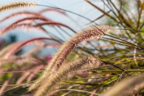 Floral background Stock Photos