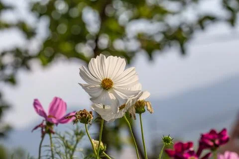 Floral background Stock Photos