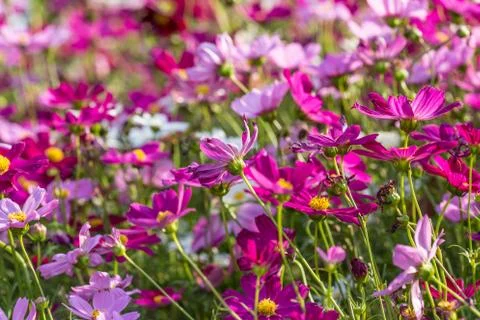 Floral background Stock Photos