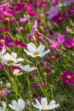 Floral background Foto stock