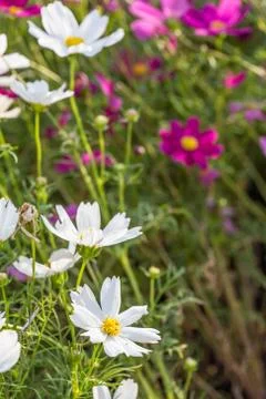 Floral background Stock Photos