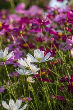Floral background Stock Photos