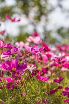 Floral background Stock Photos