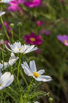 Floral background Stock Photos