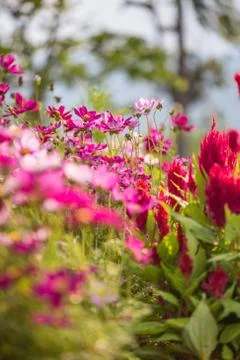 Floral background Stock Photos