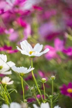 Floral background Stock Photos