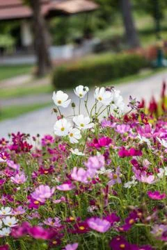 Floral background Stock Photos