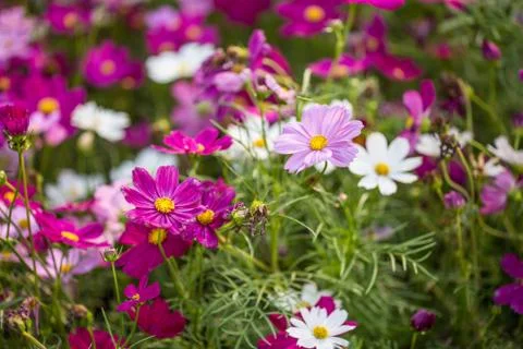 Floral background Stock Photos
