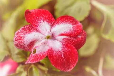 Floral background Stock Photos