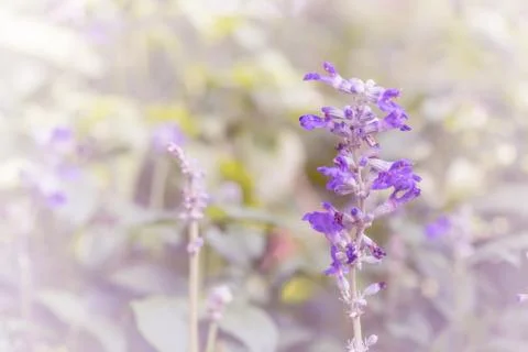 Floral background Stock Photos