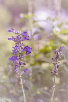 Floral background Stock Photos
