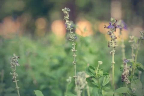 Floral background Stock Photos