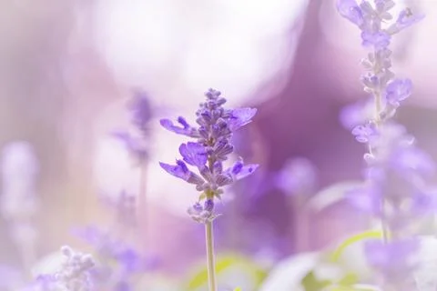Floral background Stock Photos
