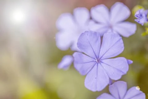 Floral background Stock Photos