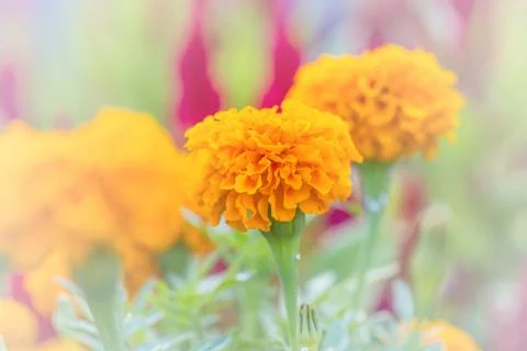 Floral background Stock Photos