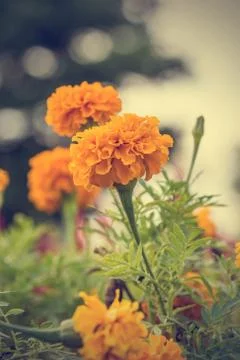 Floral background Stock Photos