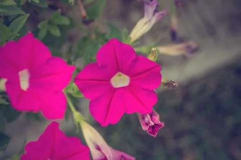 Floral background Stock Photos