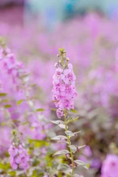 Floral background Stock Photos