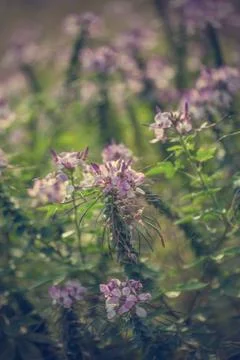 Floral background Stock Photos