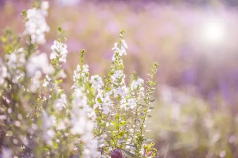 Floral background Stock Photos