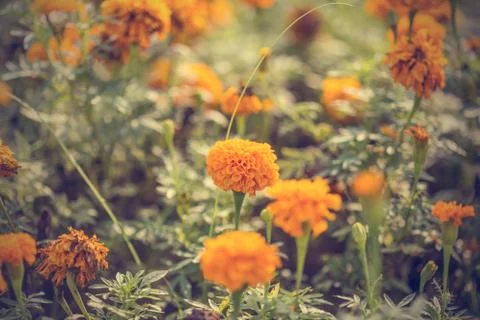 Floral background Stock Photos