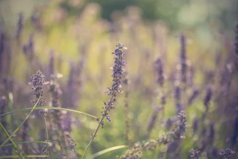 Floral background Stock Photos