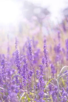 Floral background Stock Photos