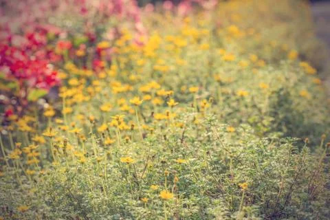Floral background Stock Photos