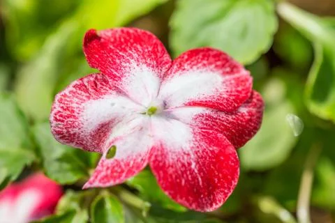 Floral background Stock Photos