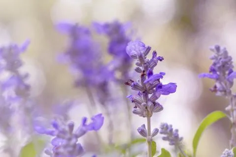 Floral background Stock Photos
