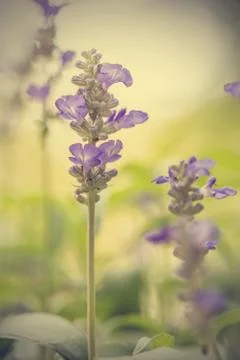 Floral background Stock Photos