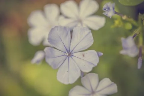 Floral background 스톡 사진