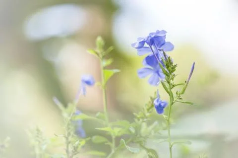 Floral background Stock Photos