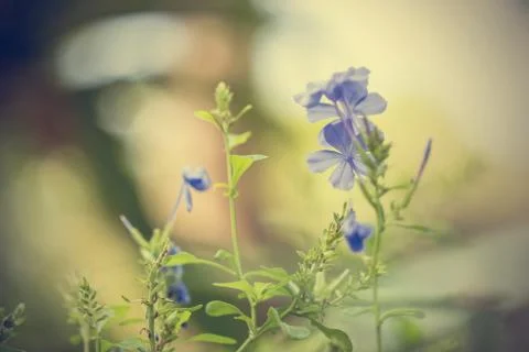 Floral background Stock Photos