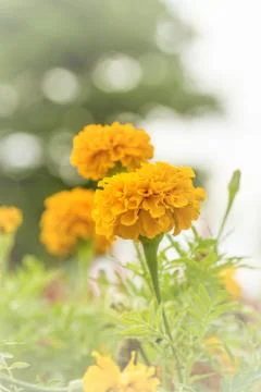 Floral background Stock Photos