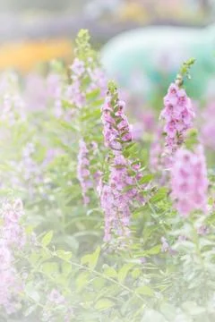 Floral background Stock Photos