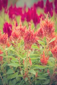 Floral background Stock Photos