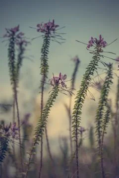 Floral background Stock Photos