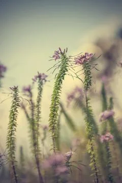 Floral background Stock Photos