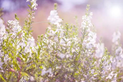 Floral background Stock Photos