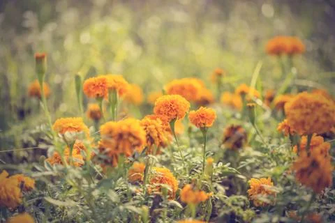 Floral background Stock Photos